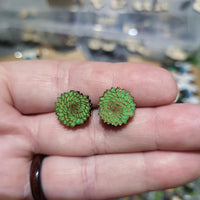 Succulent Earrings